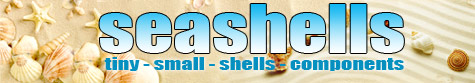 seashells, sea shells supplier and wholesale