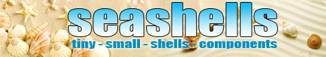 small seashells component