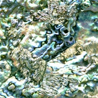 paua